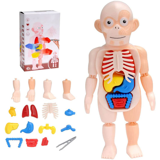 Britenway Body Parts Game Organ Assembled Toys for Boys Girls